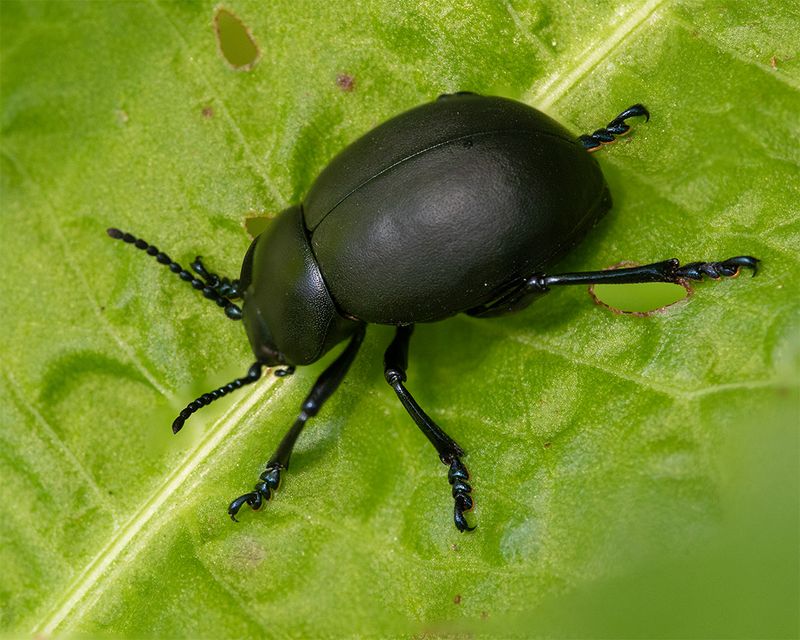 Bloody-nosed Beetle - Timarcha tenebricosa 07-05-24.jpg