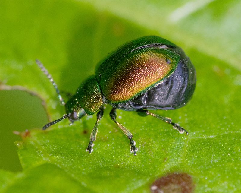 Green Dock Beetle - Gastrophysa viridula 07-05-24.jpg
