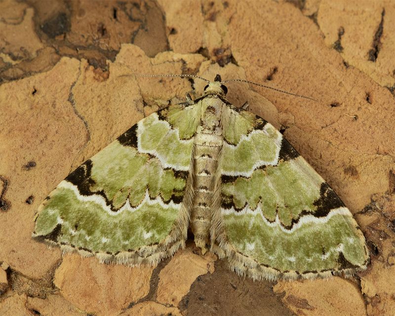 Green Carpet - Colostygia pectinataria 09-05-24.jpg