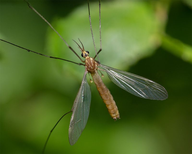 unid cranefly poss Nephrotoma 11-05-24 top.jpg