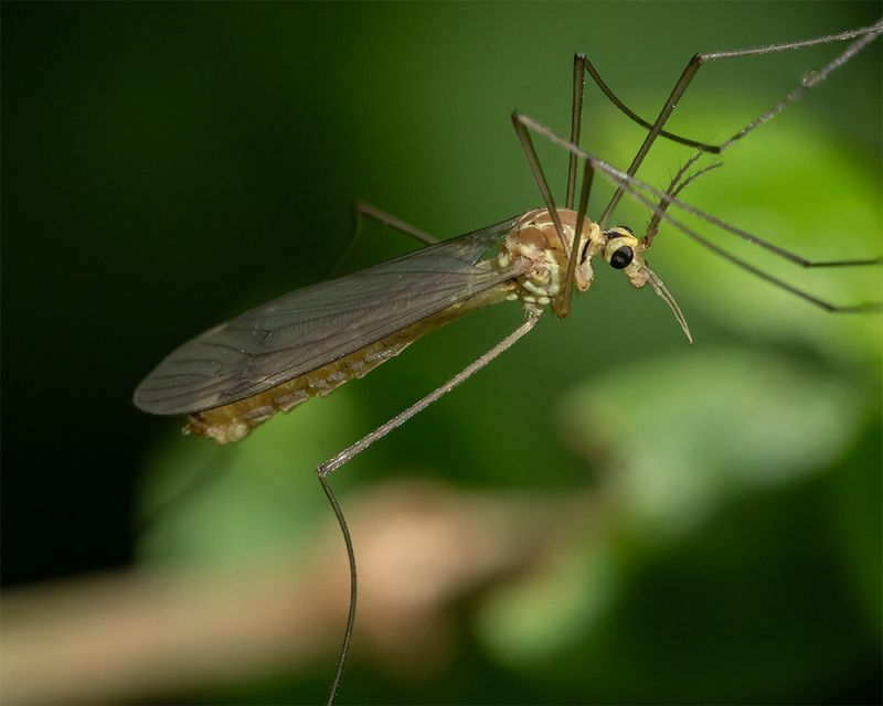 unid cranefly poss Nephrotoma 11-05-24 side.jpg