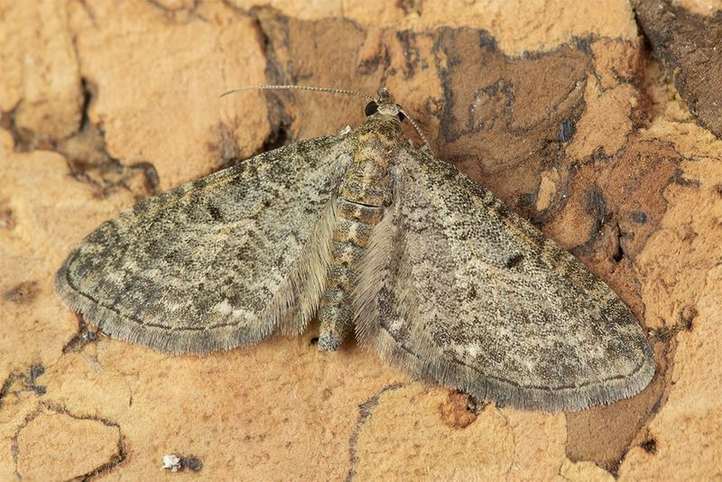 Grey Pug moth 14-05-24.jpg