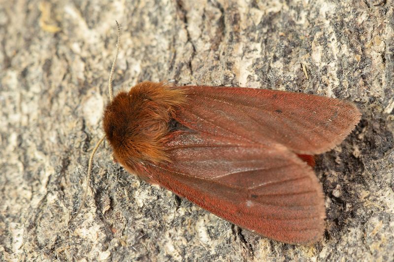 Ruby Tiger - Phragmatobia fuliginosa 14-05-24.jpg