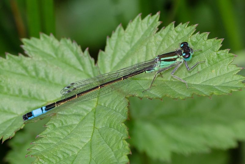 Blue-tailed Damselfly - Ischnura elegans 16-05-24.jpg