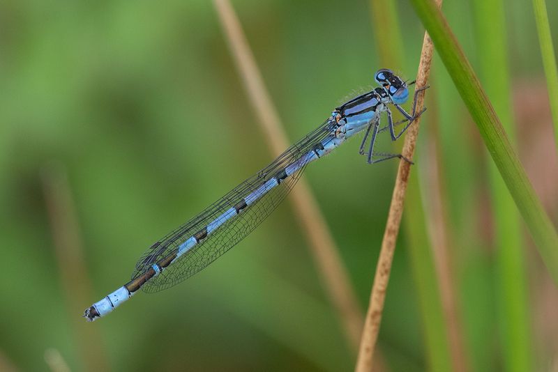 Common Blue Damselfly - Enallagma cyathigerum 16-05-24.jpg