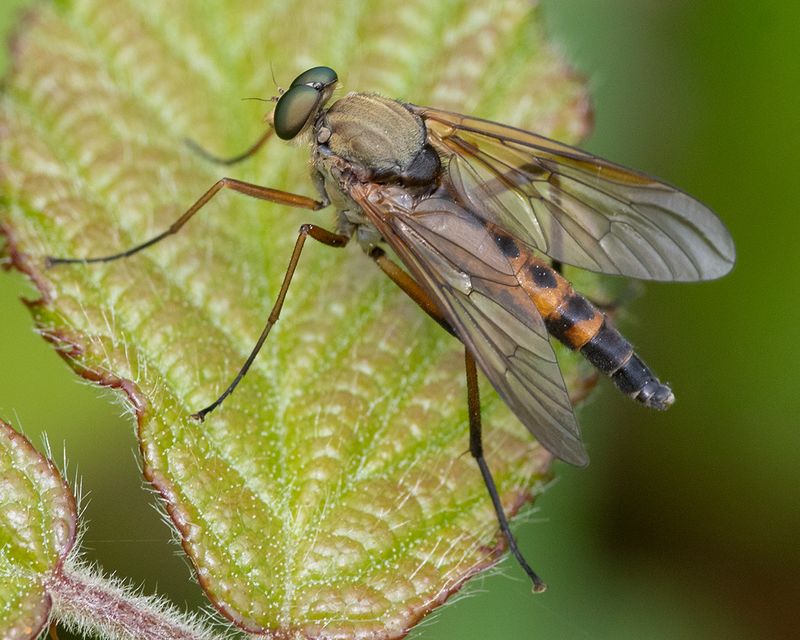 Marsh Snipefly - Rhagio tringarius m 16-05-24.jpg