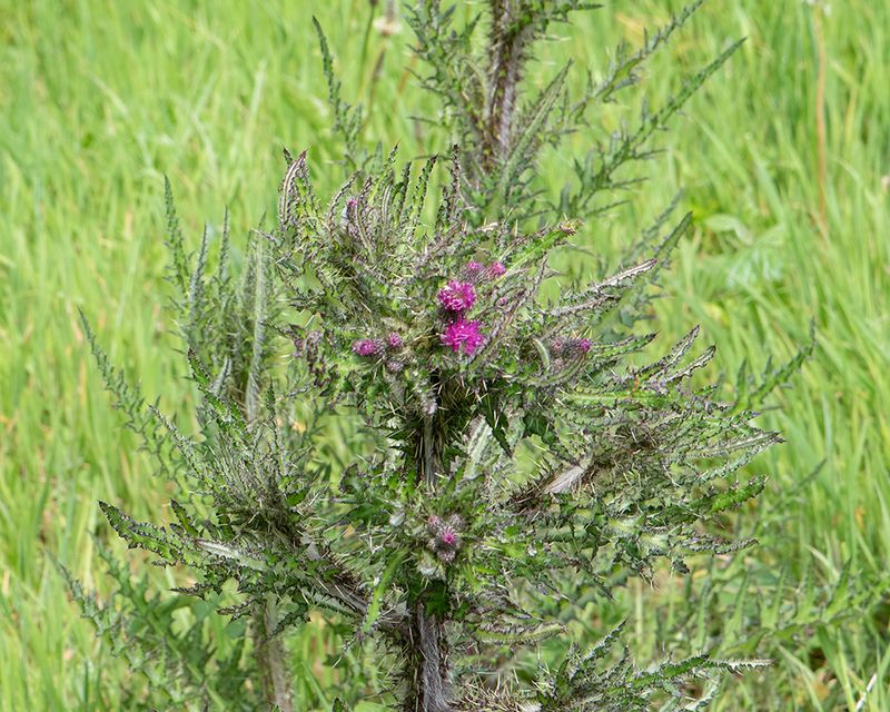 Marsh Thistle 16-05-24.jpg