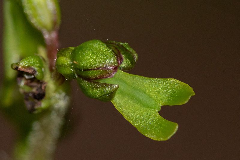 Twayblade 16-05-24.jpg