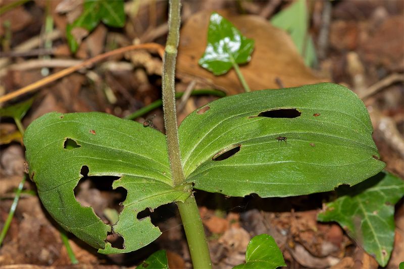 Twayblade leaves 16-05-24.jpg