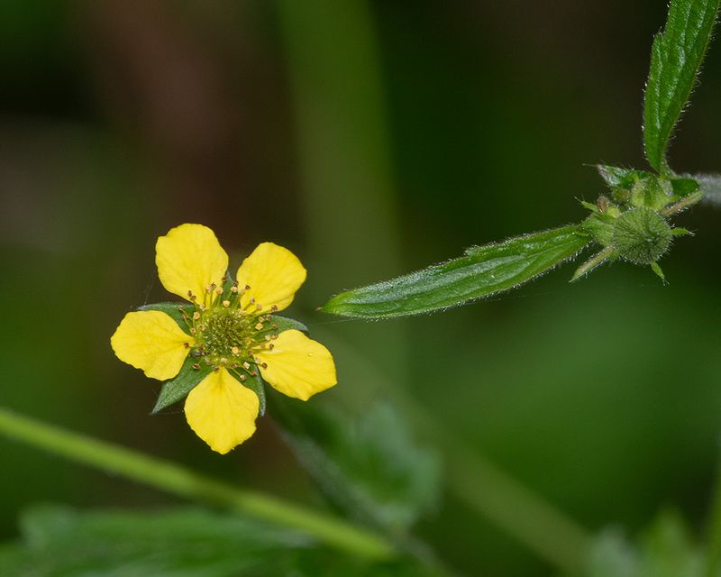 Wood Avens - Geum urbanum 16-05-24.jpg