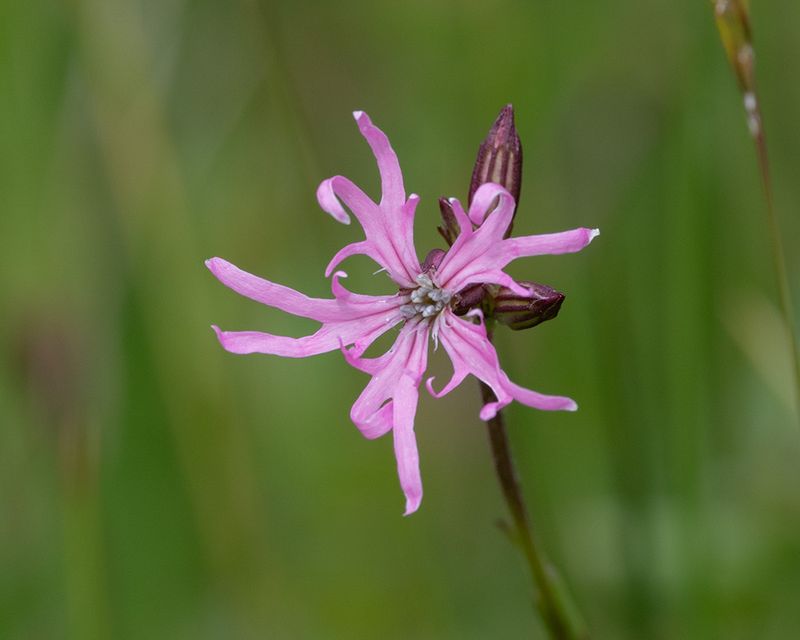 Ragged Robin - Silene flos-cuculi 16-05-24.jpg