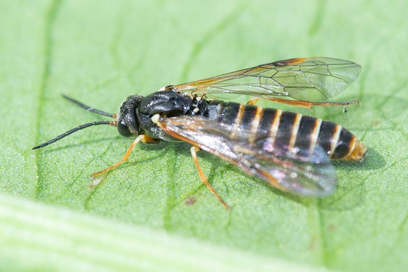 Sawfly - Strongylogaster multifasciata 17-05-24.jpg