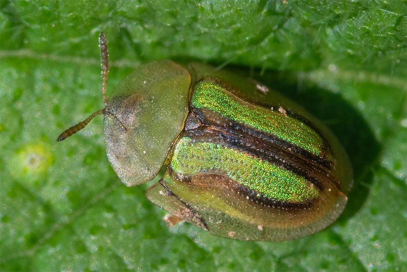 Tortoise Beetle - Cassida vittata 17-05-24.jpg
