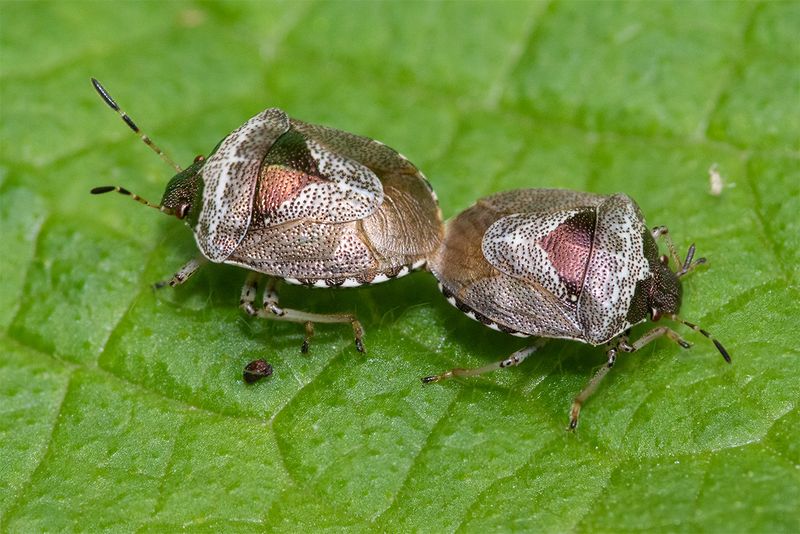 Woundwort Shieldbug - Eysarvoris venustissimus 17-05-24 alt.jpg