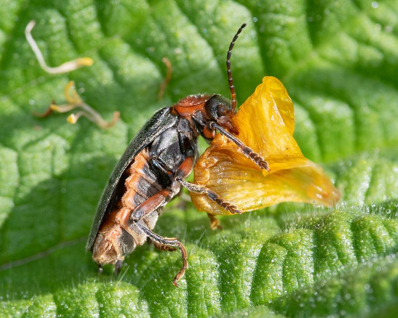 Cantharis rustica 17-05-24 #2.jpg