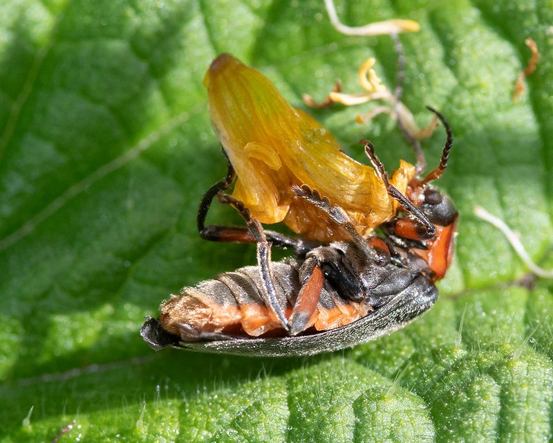 Cantharis rustica 17-05-24.jpg
