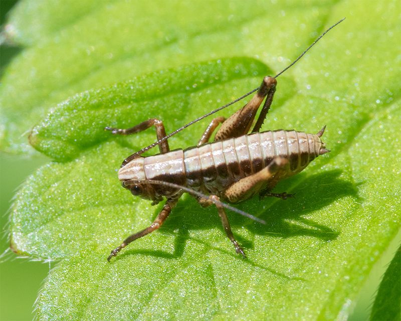 Dark Bush-cricket - Pholidoptera griseoaptera nymph 17-05-24.jpg
