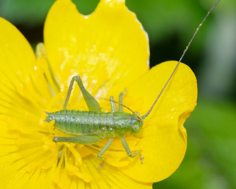 Great Green Bush-cricket - Tettigonia viridissima nymph17-05-24.jpg