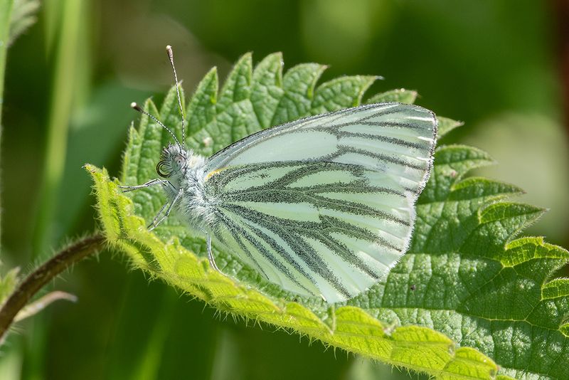 Green-veined White - Pieris napi 17-05-24.jpg