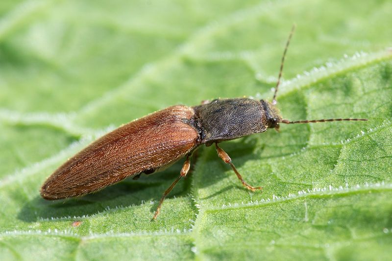 Athous haemorrhoidalis 19-05-24.jpg