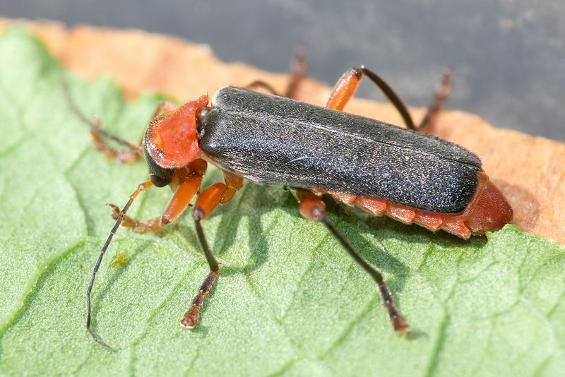 Cantharis pellucida 19-05-24.jpg