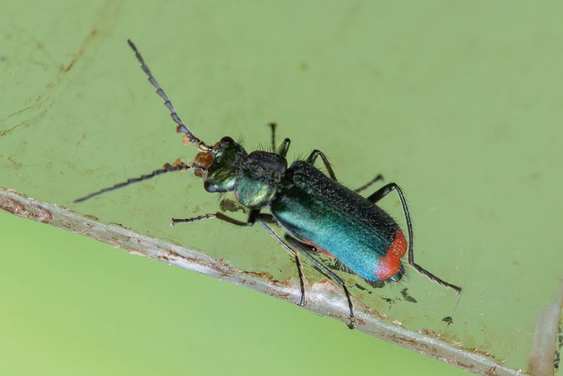 Common Malachite - Malachius bipustulatus 19-04-24.jpg