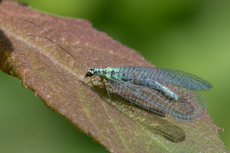 Lacewing - Chrysopa perla 19-05-24.jpg
