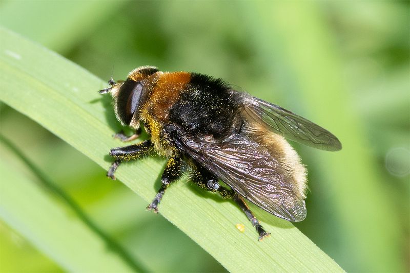Merodon equestris f 19-05-24.jpg