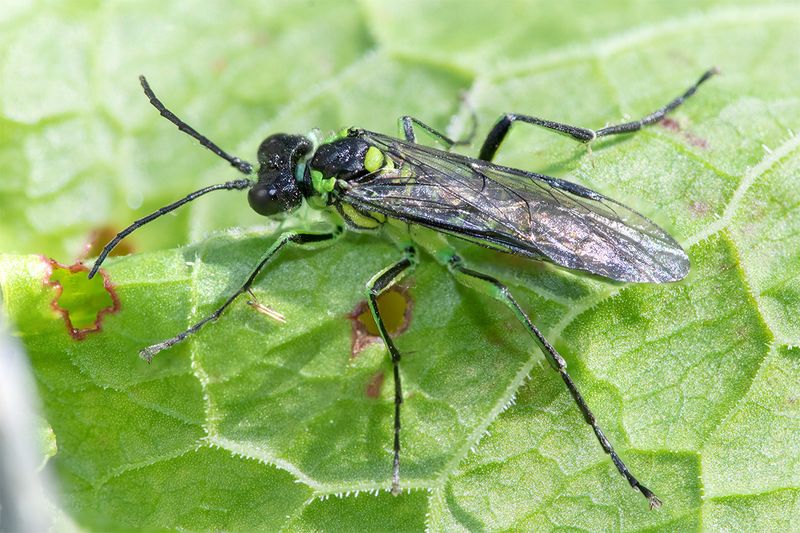 Sawfly - Tenthredo mesomela 19-05-24.jpg