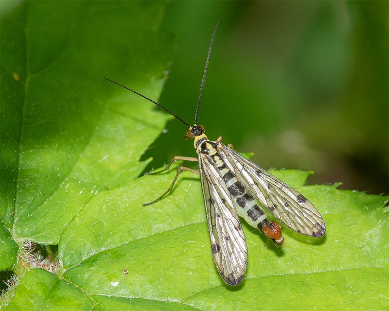 Scorpion Fly - Panorpa germanica m 19-05-24.jpg