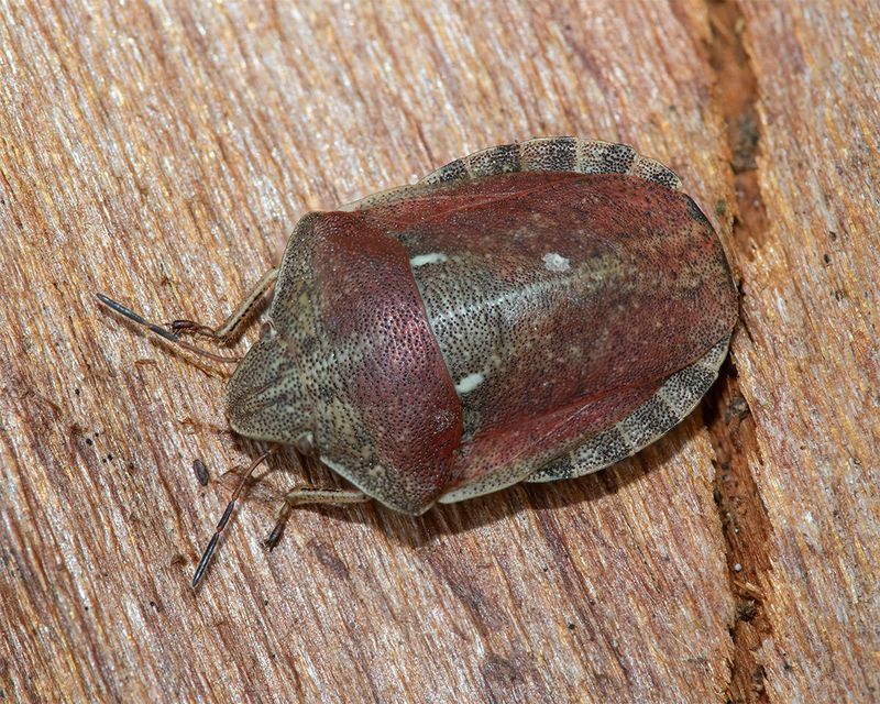 Tortoise Bug - Eurygaster testudinaria 19-05-24.jpg