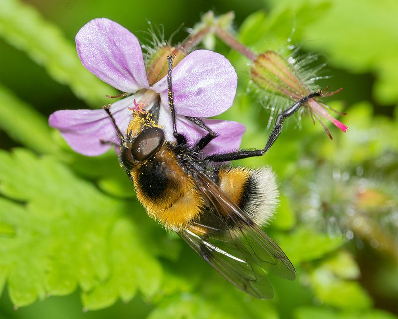 Volucella bombylans m 19-05-24.jpg