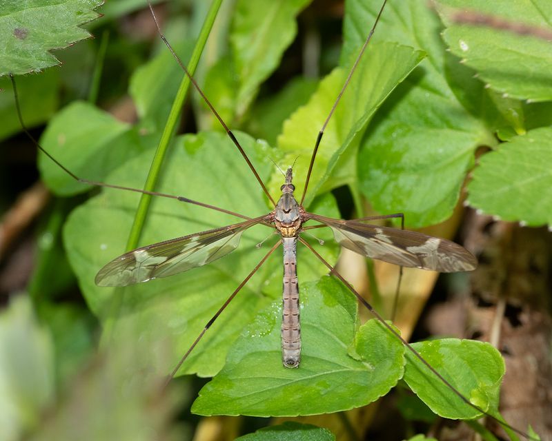 Cranefly - Tipula maxima m 19-05-24.jpg