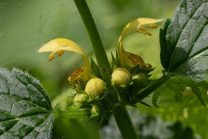 Yellow Archangel - Lamiastrum galeobdolon 19-05-24 closer.jpg