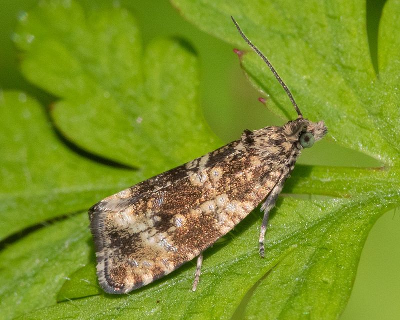 Celypha lacunana 19-05-24.jpg