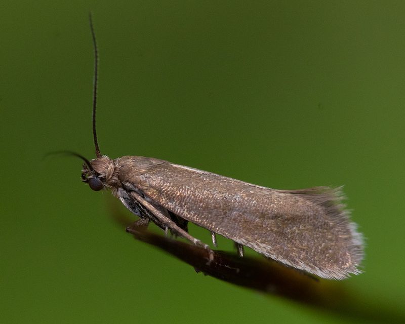 Micro moth - Glyphipterix forsterella 19-05-24.jpg