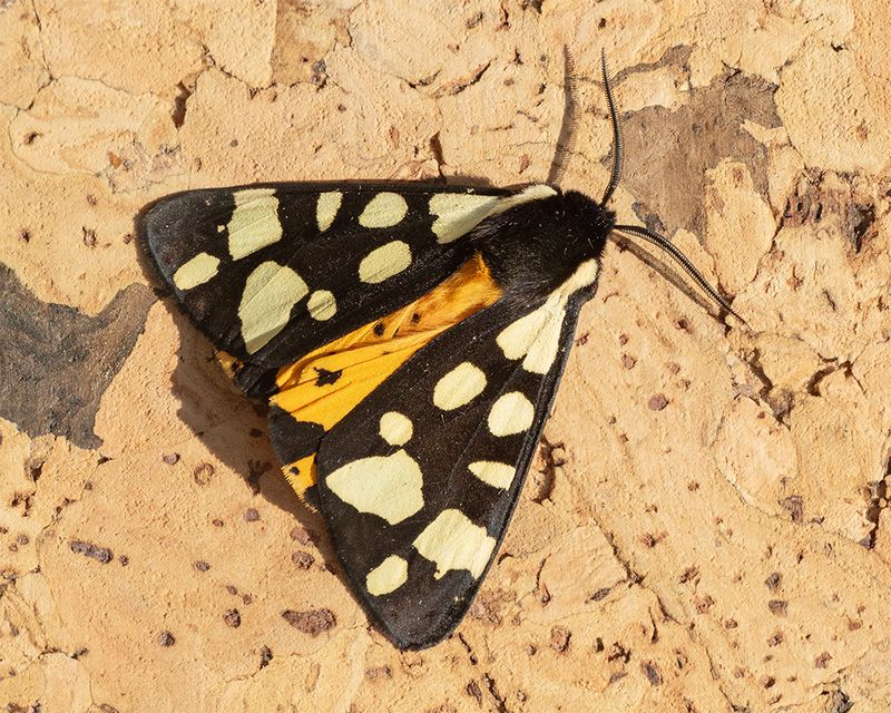 Cream-spot Tiger - Arctia villica 20-05-24.jpg