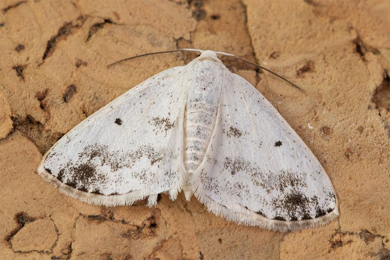 Clouded Silver - Lomographa temerata 20-05-24.jpg