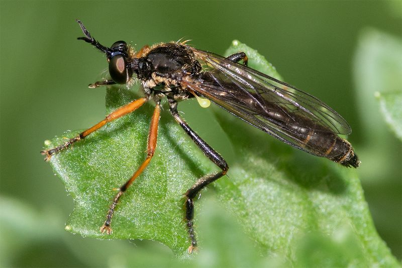 Common Red-legged Robberfly - Dioctria rufipes 24-05-24.jpg