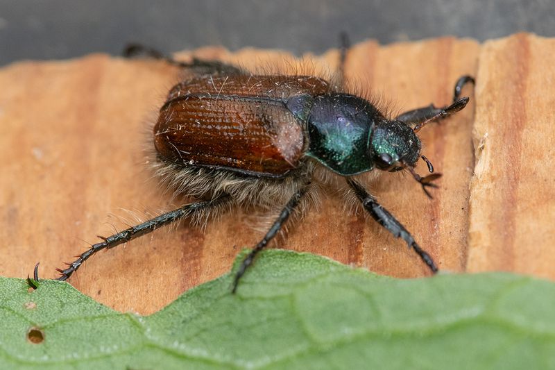 Garden Chafer - Phyllopertha horticola 24-05-24.jpg