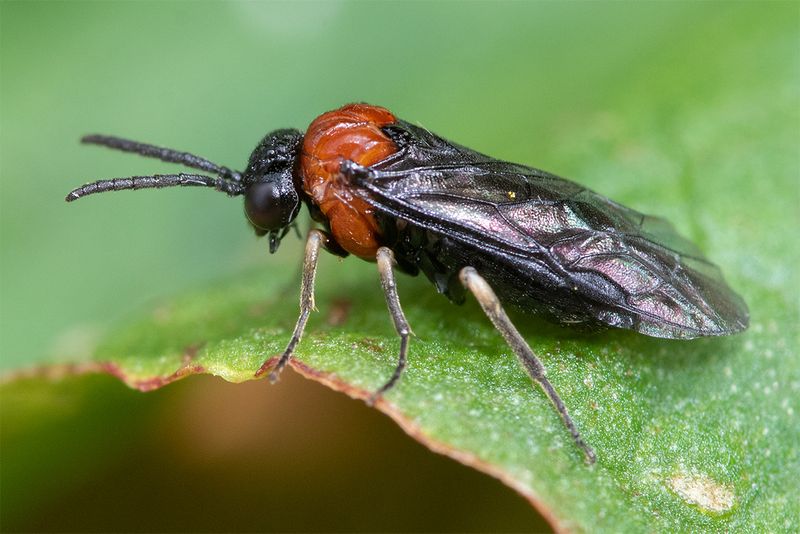 Sawfly - Eutomostethus ephippium 24-05-24.jpg
