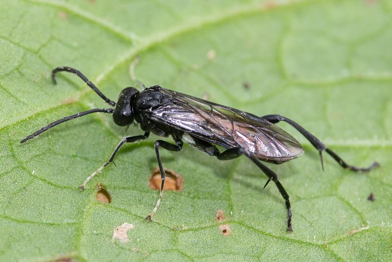 Sawfly - Macrophya blanda 24-05-24.jpg