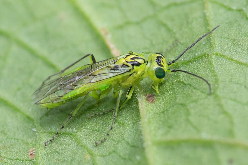 Sawfly - Rhogogaster chlorosoma 24-05-24.jpg