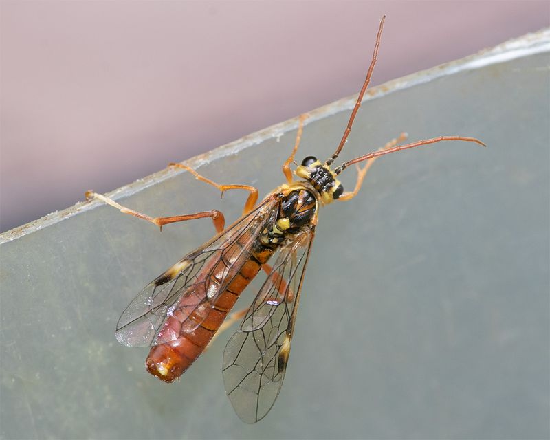 Sawfly - Tenthredopsis nassata 24-05-24.jpg