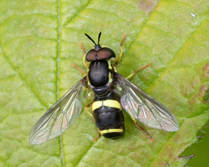 Chrysotoxum bicinctum m 25-05-24.jpg