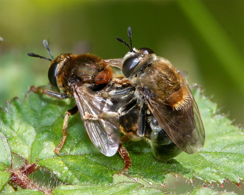 Microdon myrmicae-mutabilis pair 25-05-24.jpg