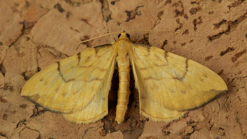 Barred Straw - Eulithis pyraliata 12-06-24.jpg