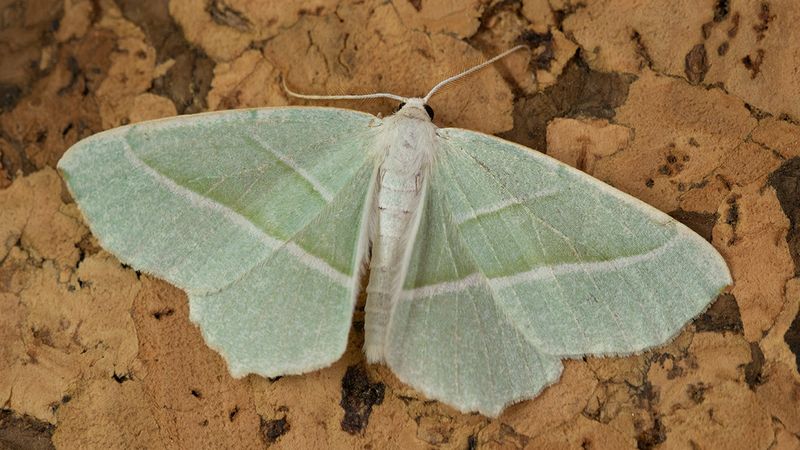 Light Emerald - Campaea margaritata 12-06-24.jpg