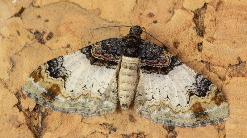 Royal Mantle - Catarhoe cuculata 12-06-24.jpg