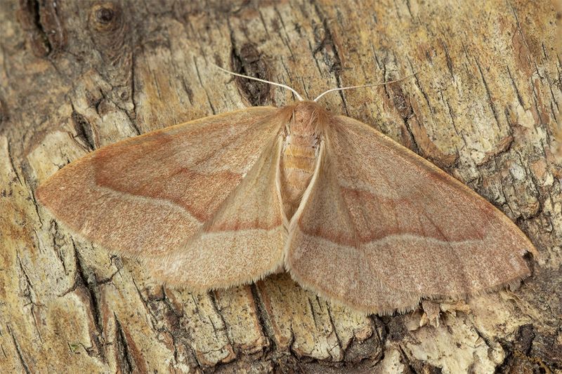 Barred Red - Hylaea fasciaria 19-06-24.jpg